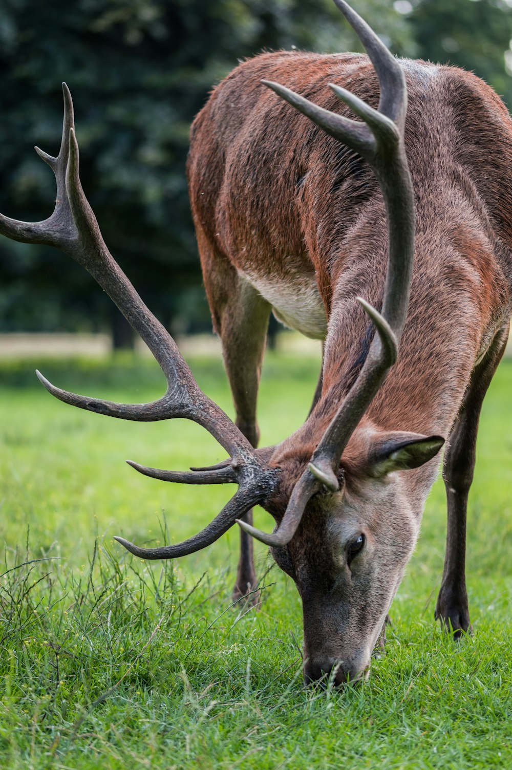 cerf mangeant de l’herbe