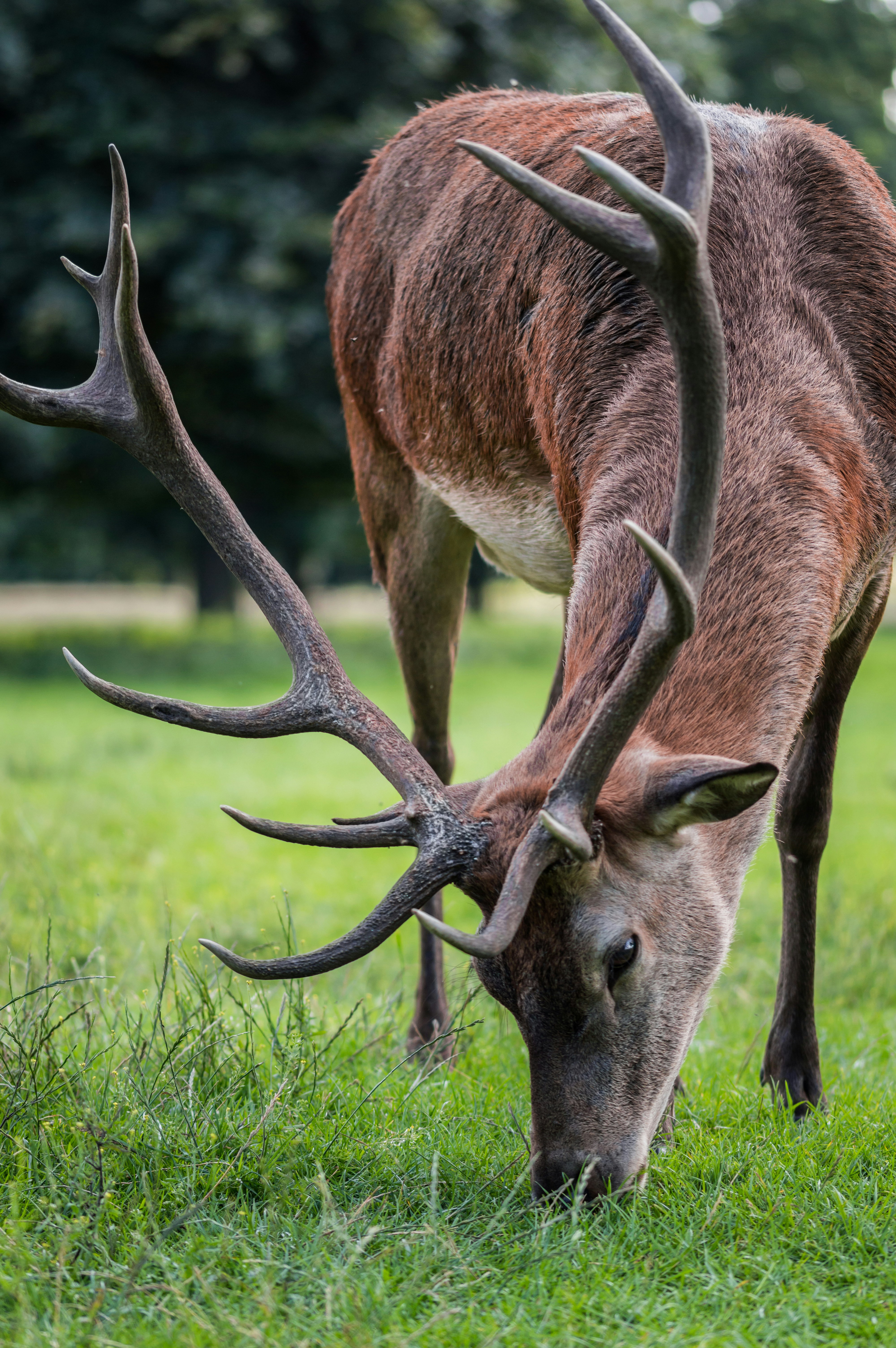 great photo recipe,how to photograph deer eating grass