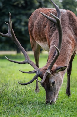 wildlife photography,how to photograph deer eating grass