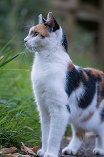 calico cat