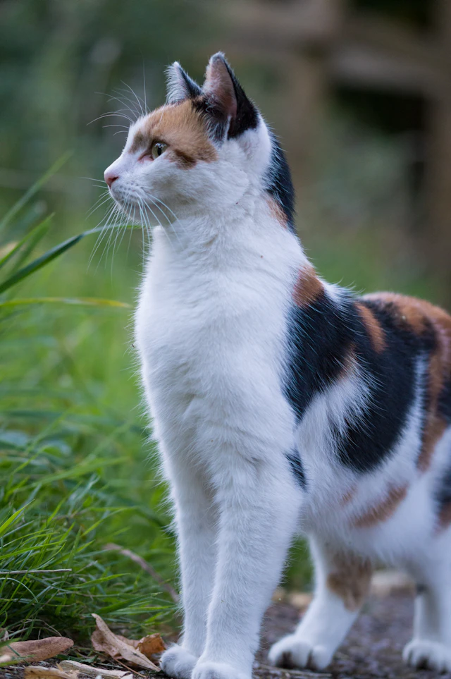 Chat tricolore calme et attentif