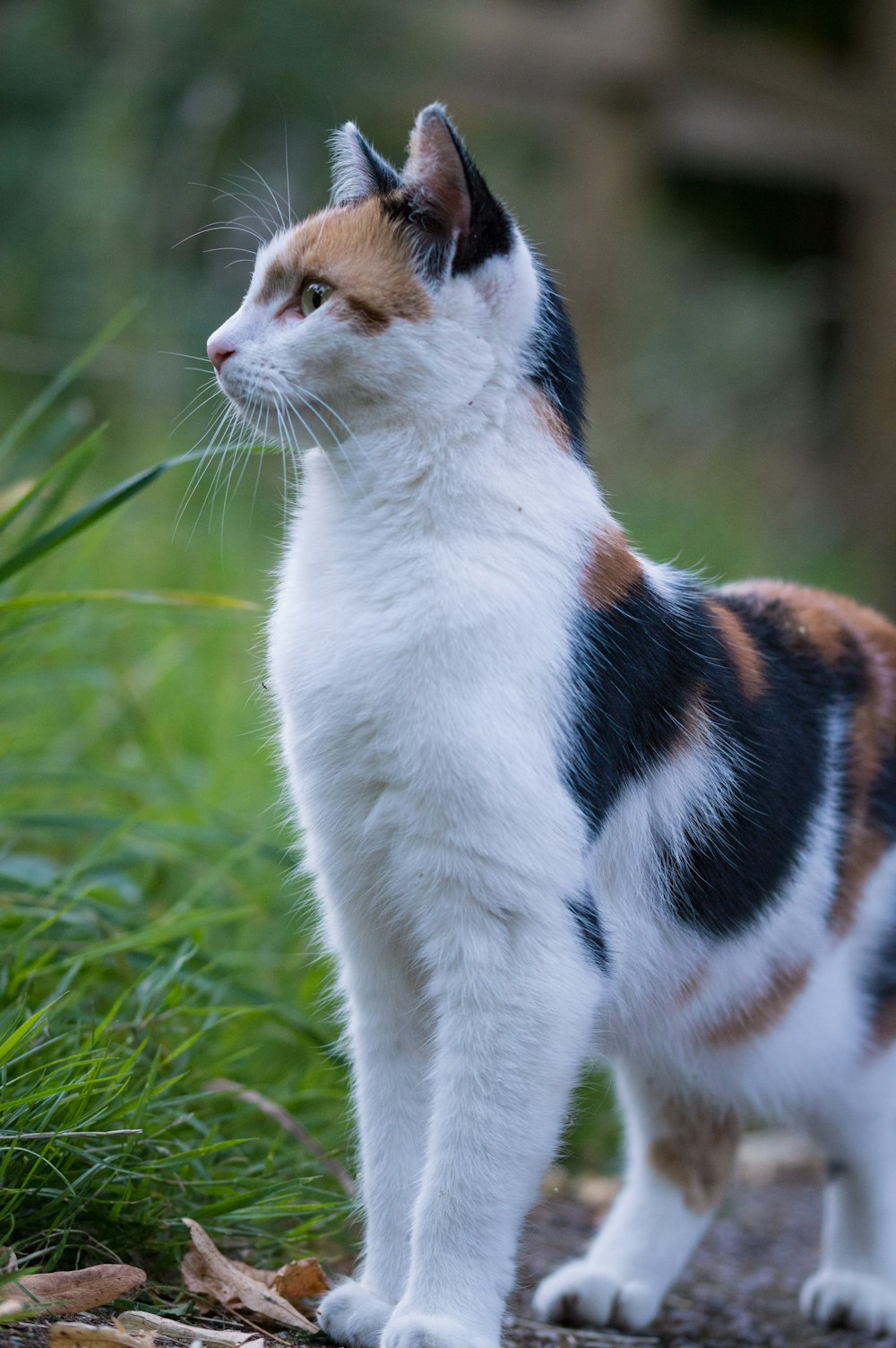 calico cat