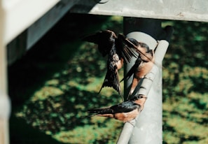 A group of birds is perched on and flying around a metallic structure. The birds have a mix of dark and light brown feathers and are surrounded by a dappled background of green foliage and shadows.