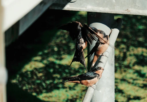 A group of young birds taking off from different angles around the pvc trough system