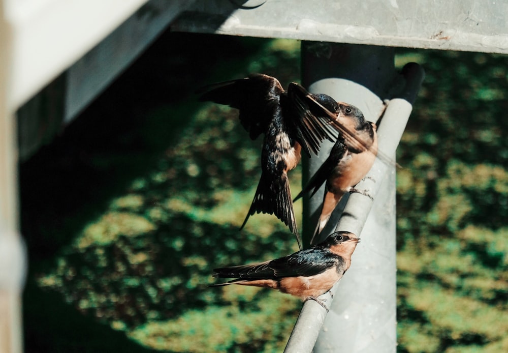 black and brown birds standing on steel frame