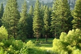 pine trees
