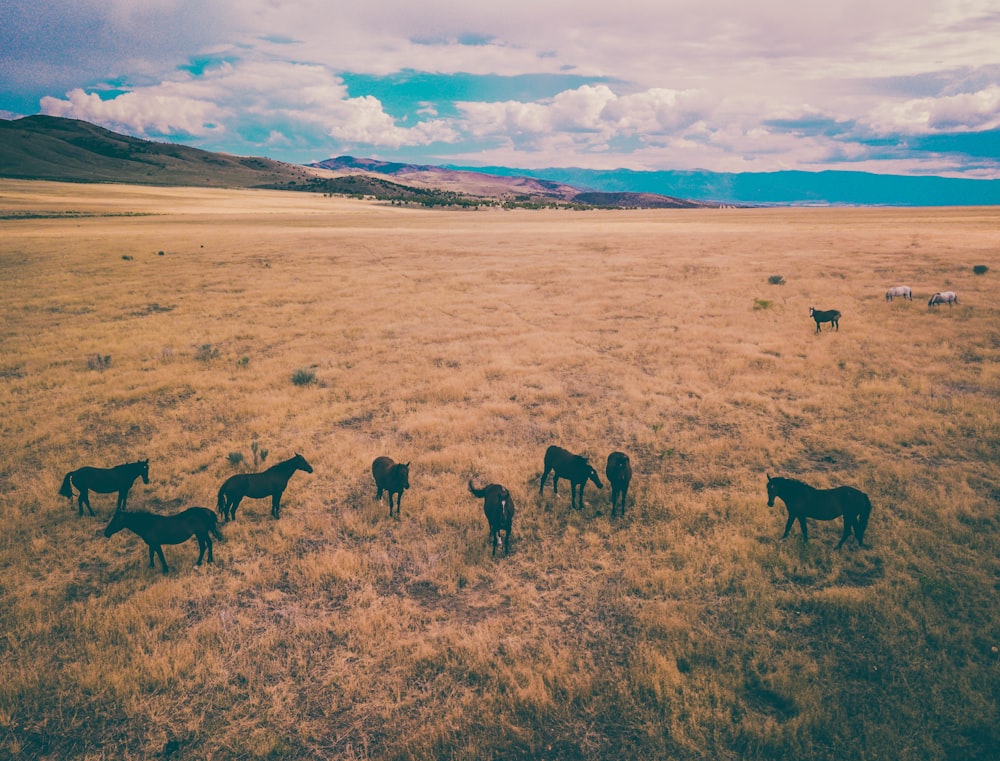 animals in farm during golden hour