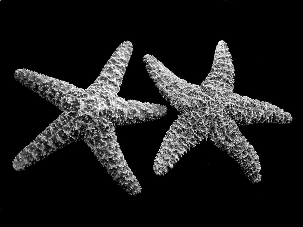 grayscale photo of two star fish