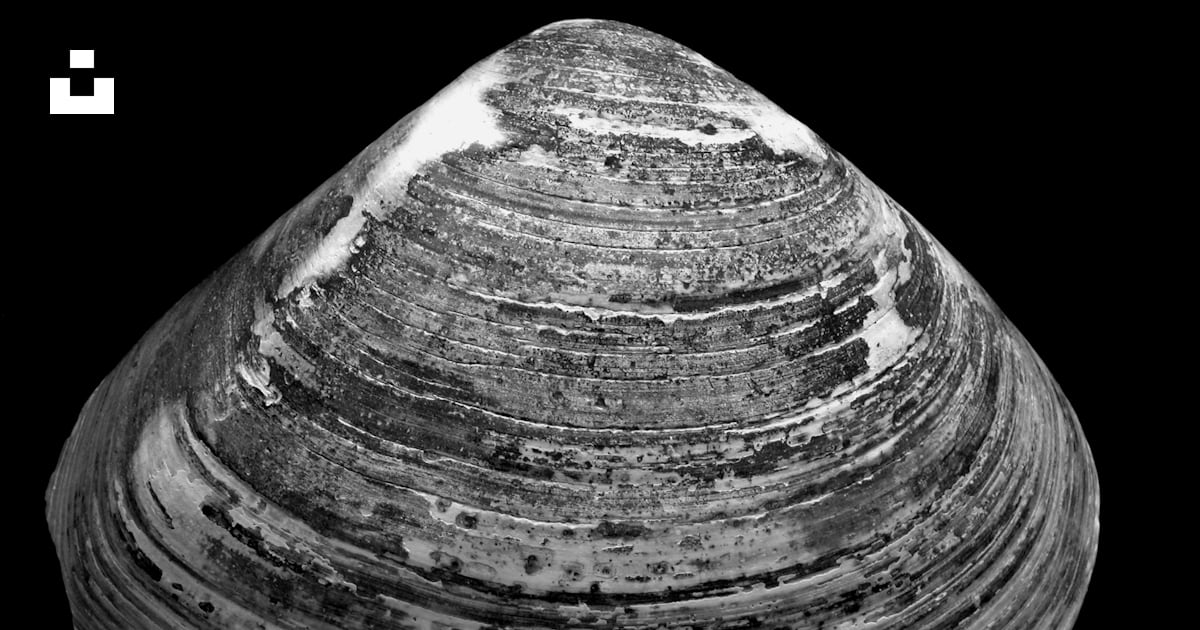 Photo of gray seashell photo – Free Grey Image on Unsplash