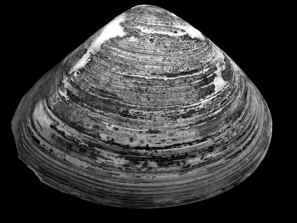 photo of gray seashell