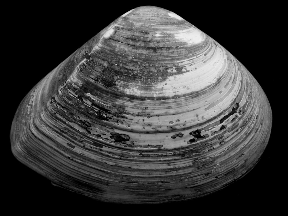 closeup photo of gray and white seashell