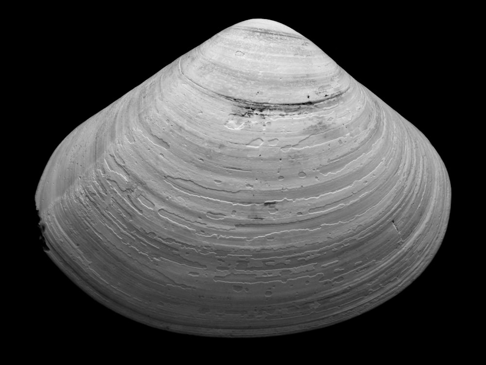 grayscale of seashell against black background