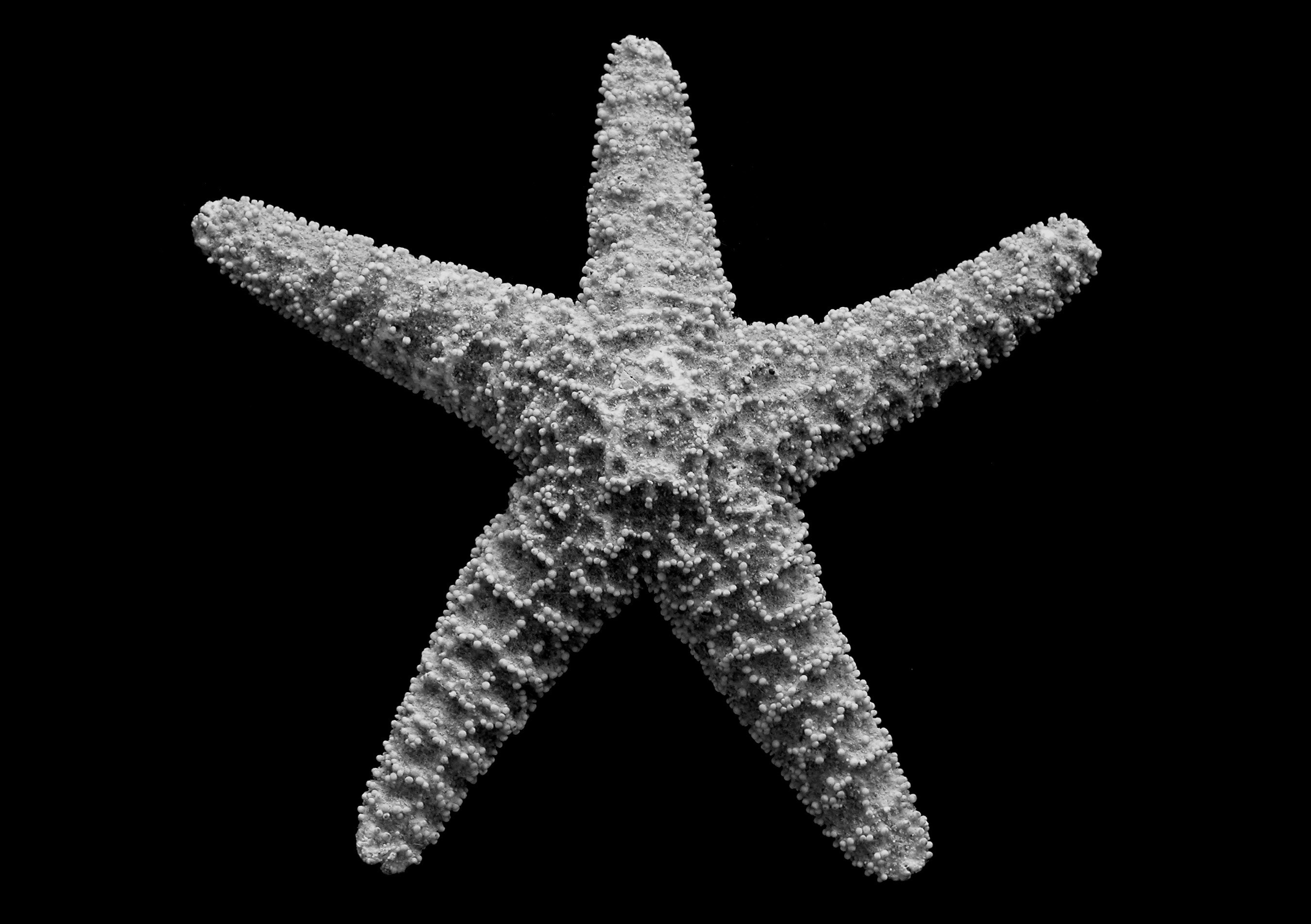 black white starfish
