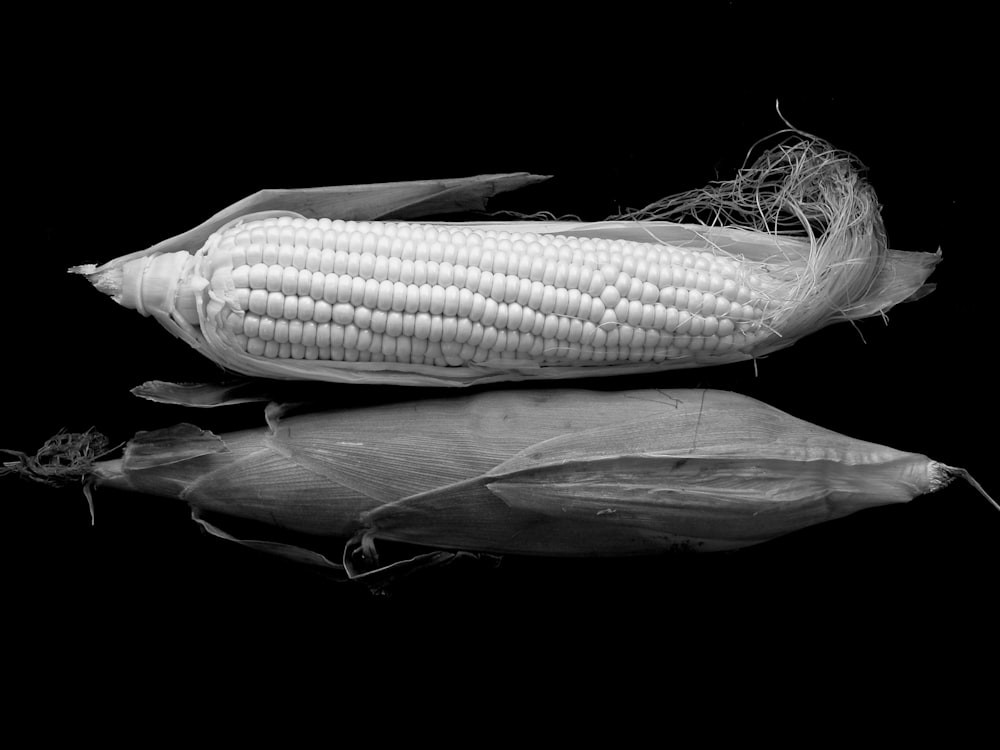 Foto en escala de grises de maíz sobre superficie negra