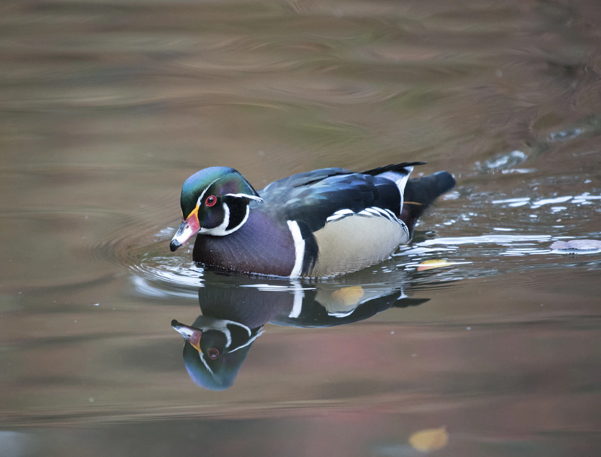 Mallard duck on a Southern marsh at dawn
