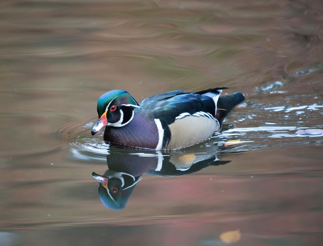 How To Keep Ducks Safe On A Pond?