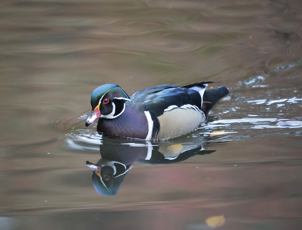 Pato de Mallard no corpo da água