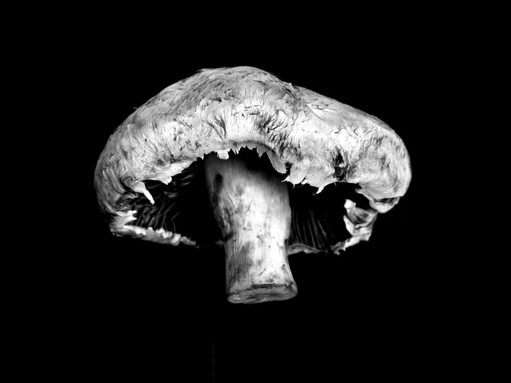 macro photography of a gray mushroom