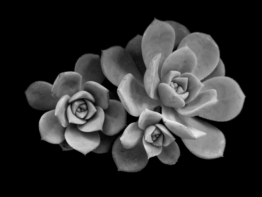 greysacle photography of three succulent plants