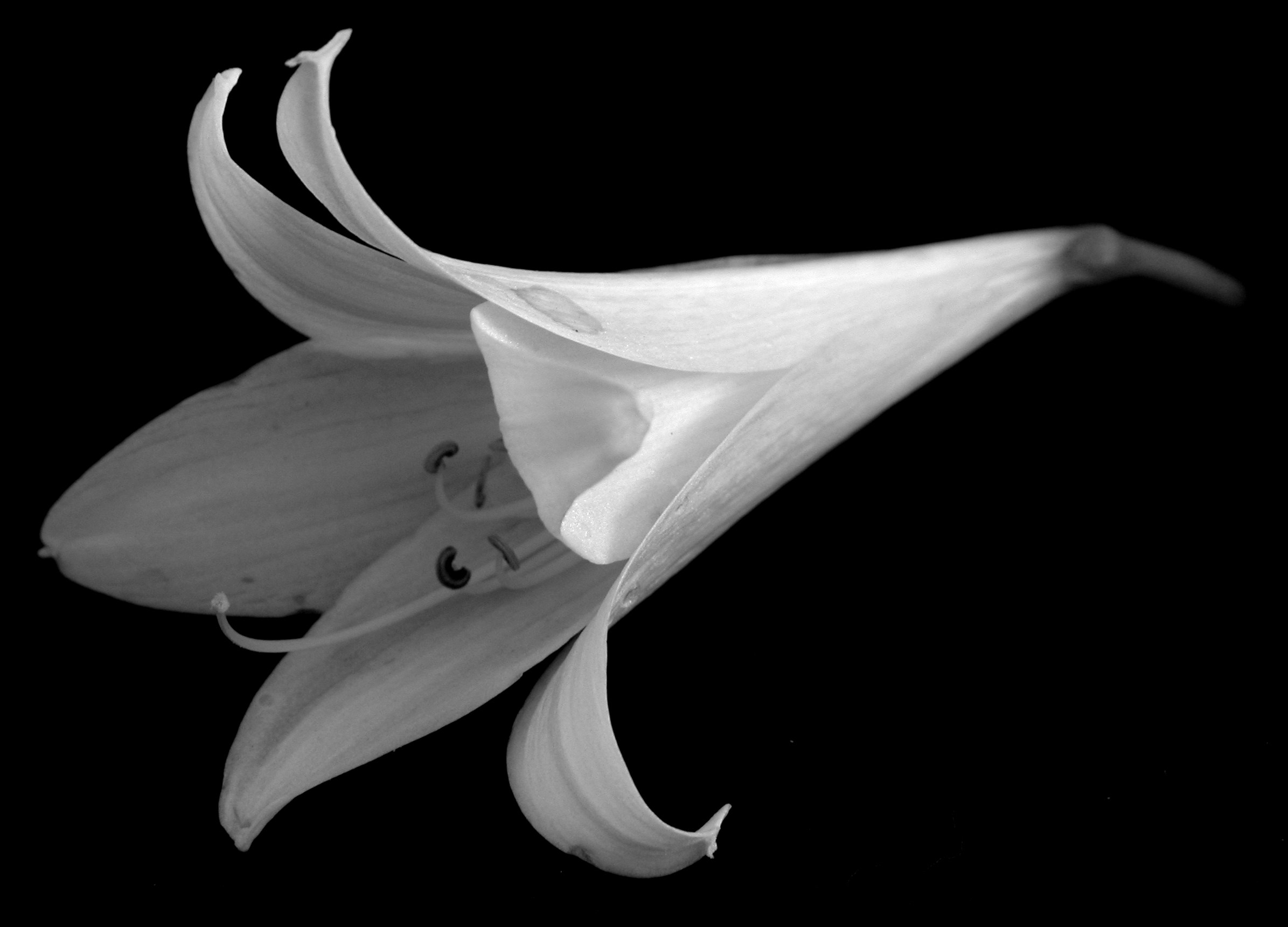 orange flower blooming in the dark photo Free Plant Image on Unsplash