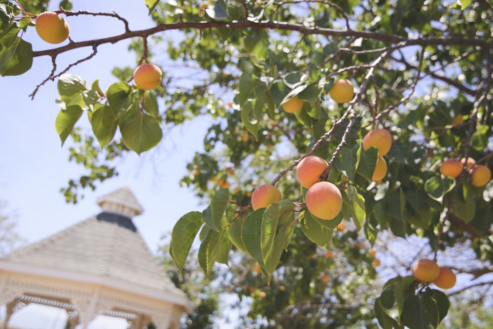 peach fruits