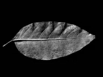 A close-up of a delicate black pigment pen drawing capturing the intricate lines of a leaf.