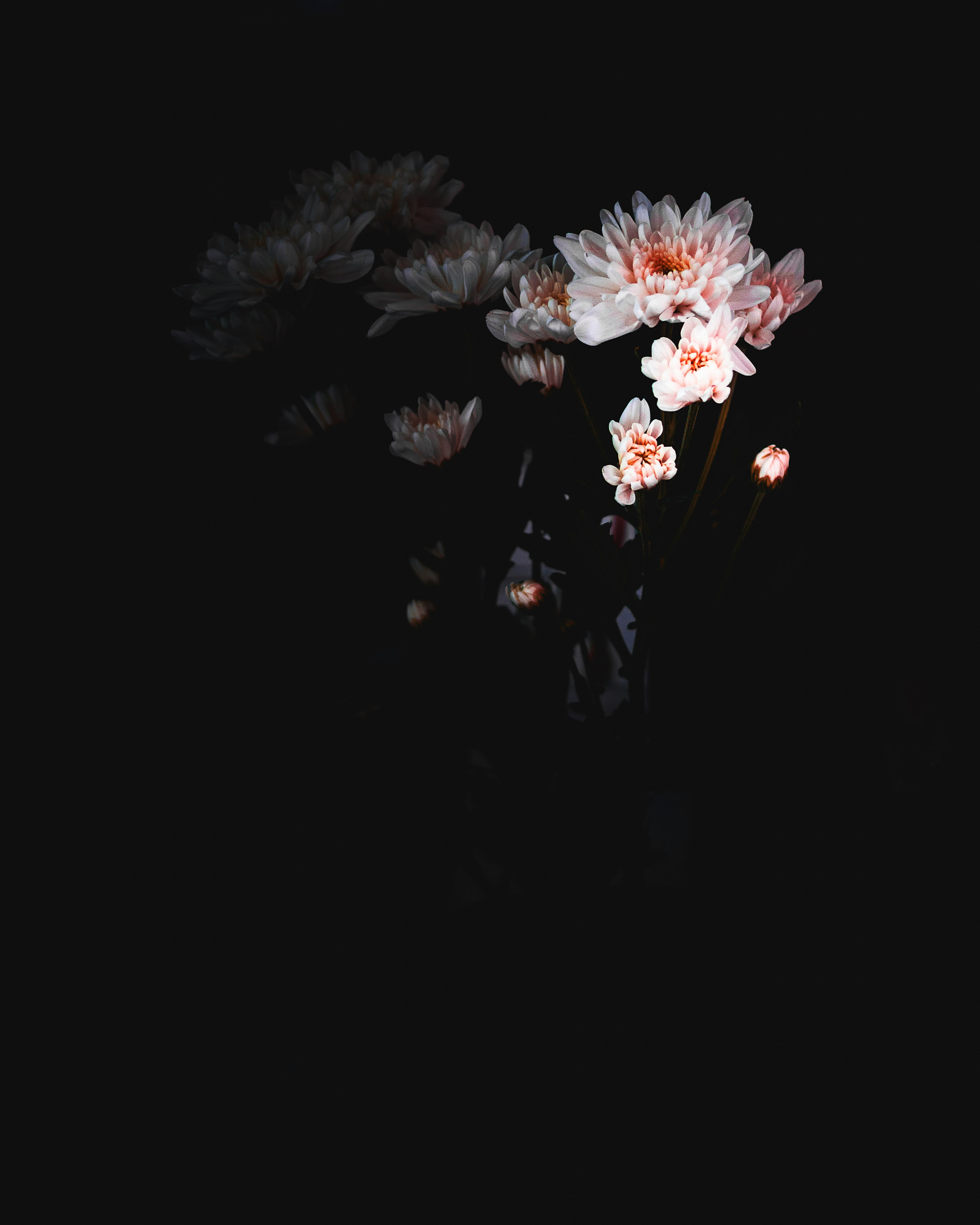White flowers dark background