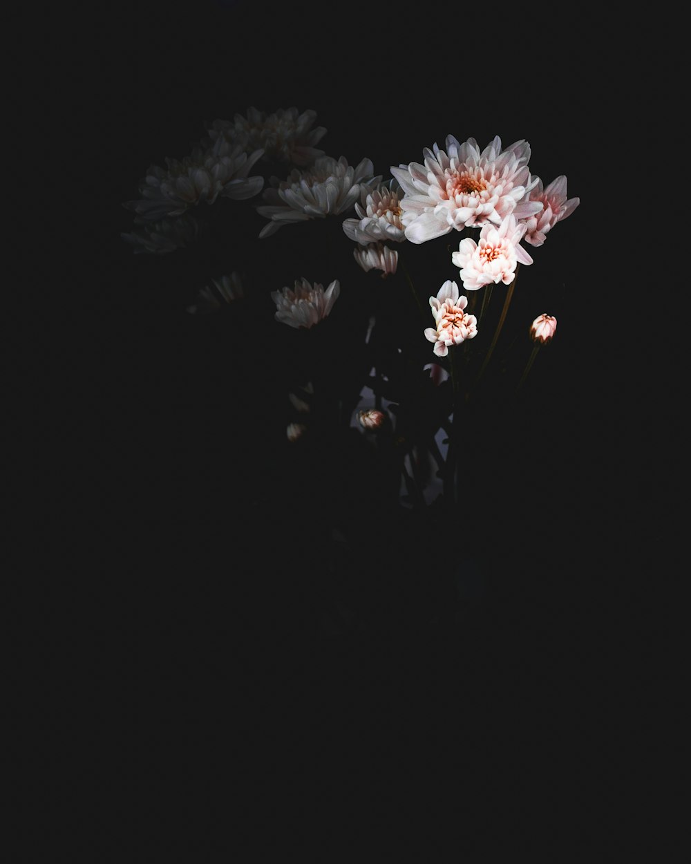 white petaled flower