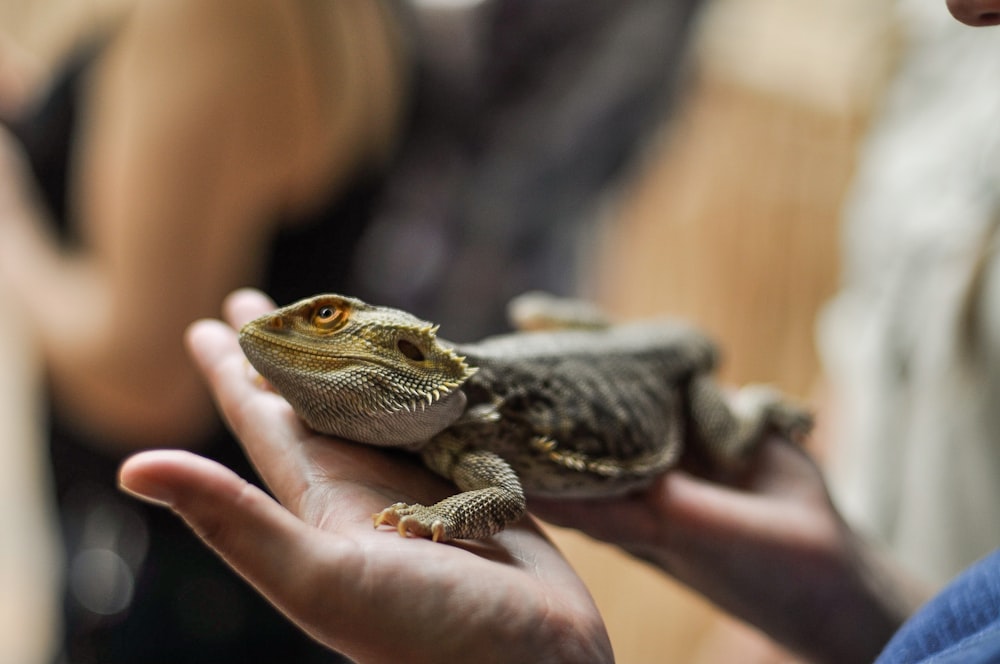 person holding bearded dragon