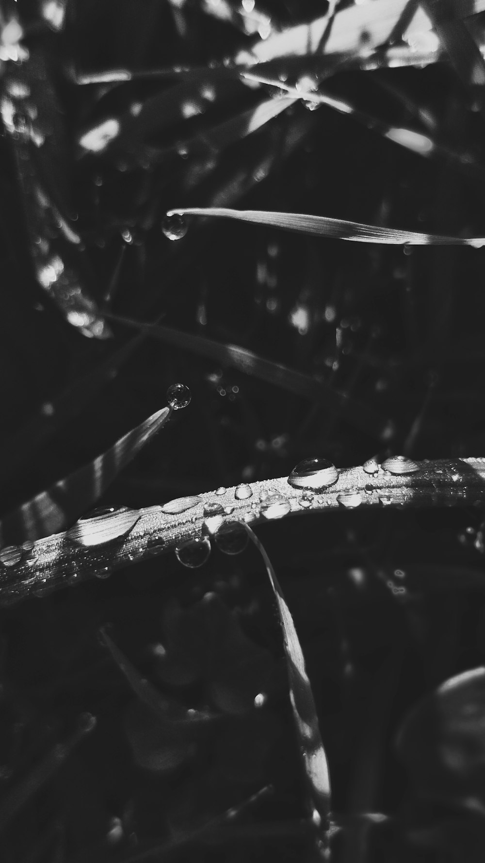 Raindrops on tall grass.