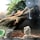 A group of uromastyx lizards in a naturalistic terrarium setting.