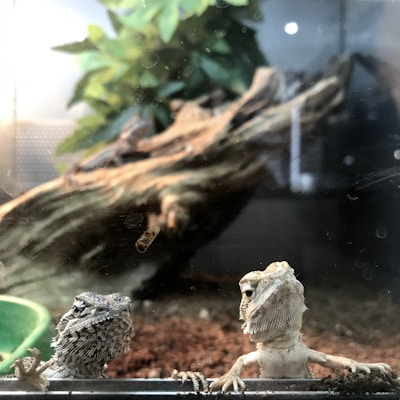 Two lizards are inside a terrarium, with one lizard looking towards the camera while the other one is looking up. The terrarium features a mixture of soil, a piece of driftwood, and green foliage in the background.
