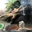 A group of uromastyx lizards in a naturalistic terrarium setting.