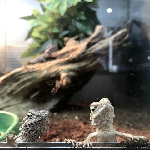 Two lizards are inside a terrarium, with one lizard looking towards the camera while the other one is looking up. The terrarium features a mixture of soil, a piece of driftwood, and green foliage in the background.