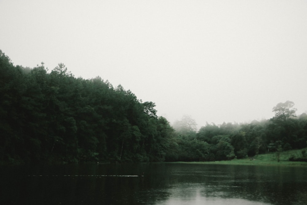 corpo d'acqua vicino agli alberi durante il giorno