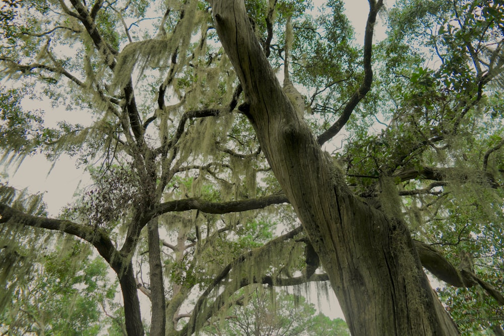 Fotografia dal basso di alberi a foglia verde durante il giorno