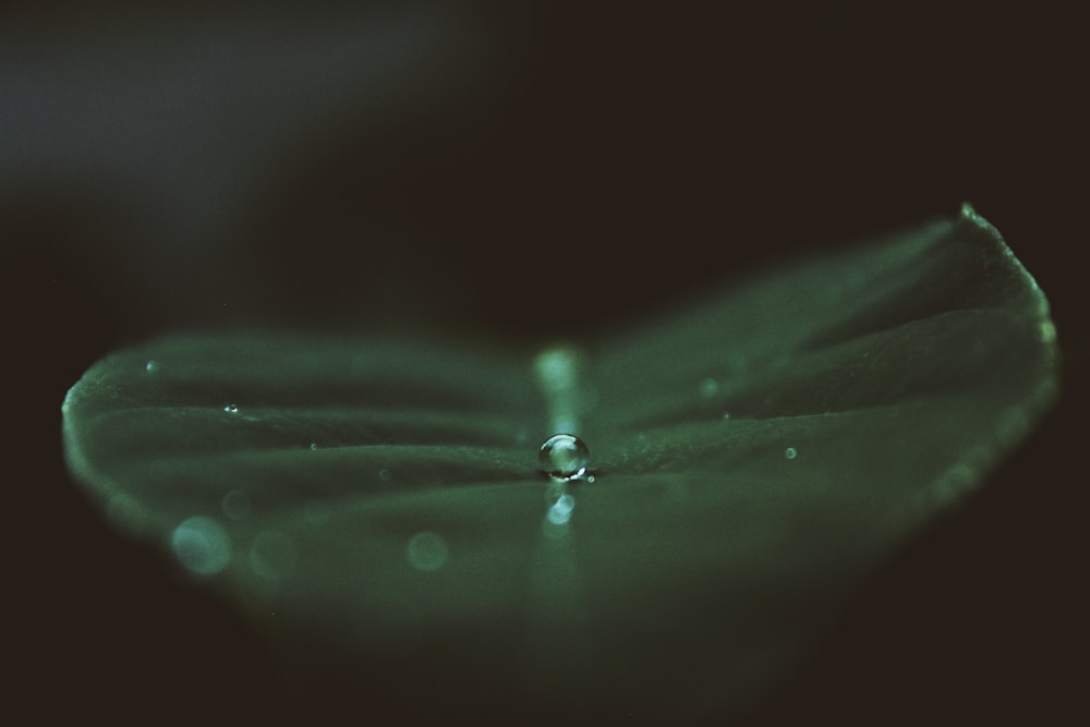 grünes Blatt mit Wassertropfen