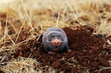 low-angle of mole on ground