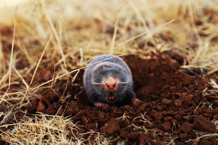 Molehill