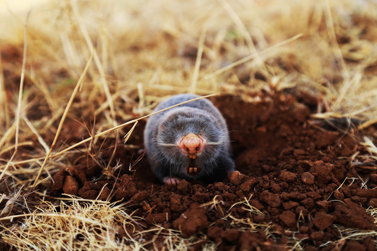 Mole Treatments image background image