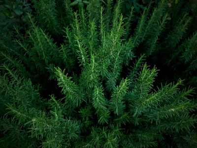 Vibrant green rosemary plants with numerous needle-like leaves form a dense and lush pattern. The foliage is richly textured and appears healthy, with varying shades of green creating depth. The plants are captured from above, emphasizing the array of spiky branches reaching outward.