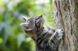 selective focus photography of gray tabby kitten climbing a tree