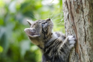 selective focus photography of gray tabby kitten climbing a tree