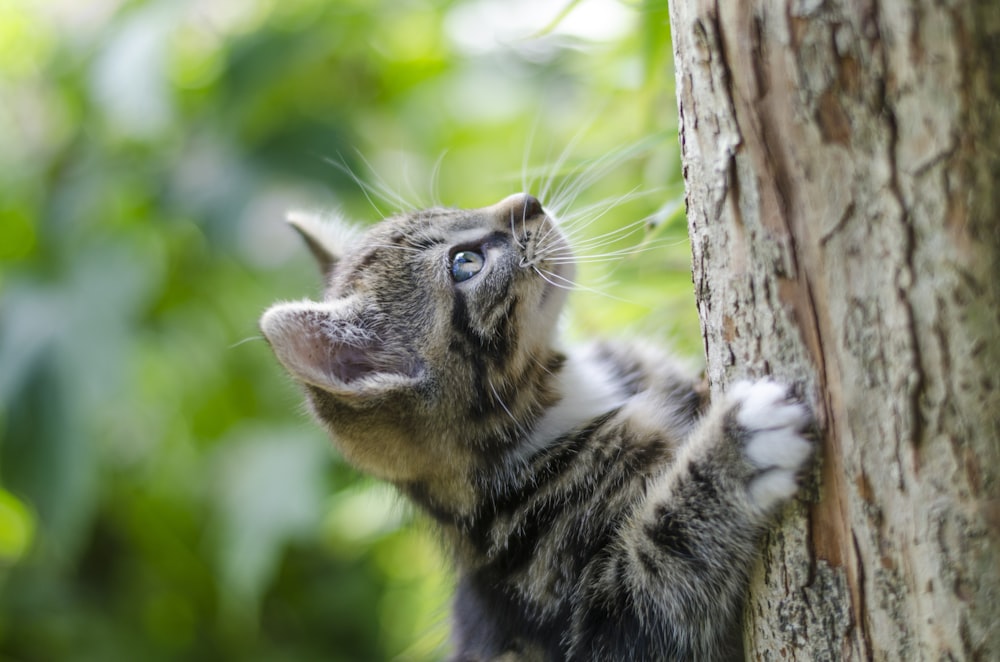 Fotografia de foco seletivo do gatinho cinza Tabby escalando uma árvore