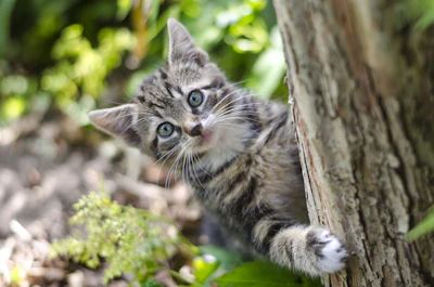A gray kitten peeking from behind a tree