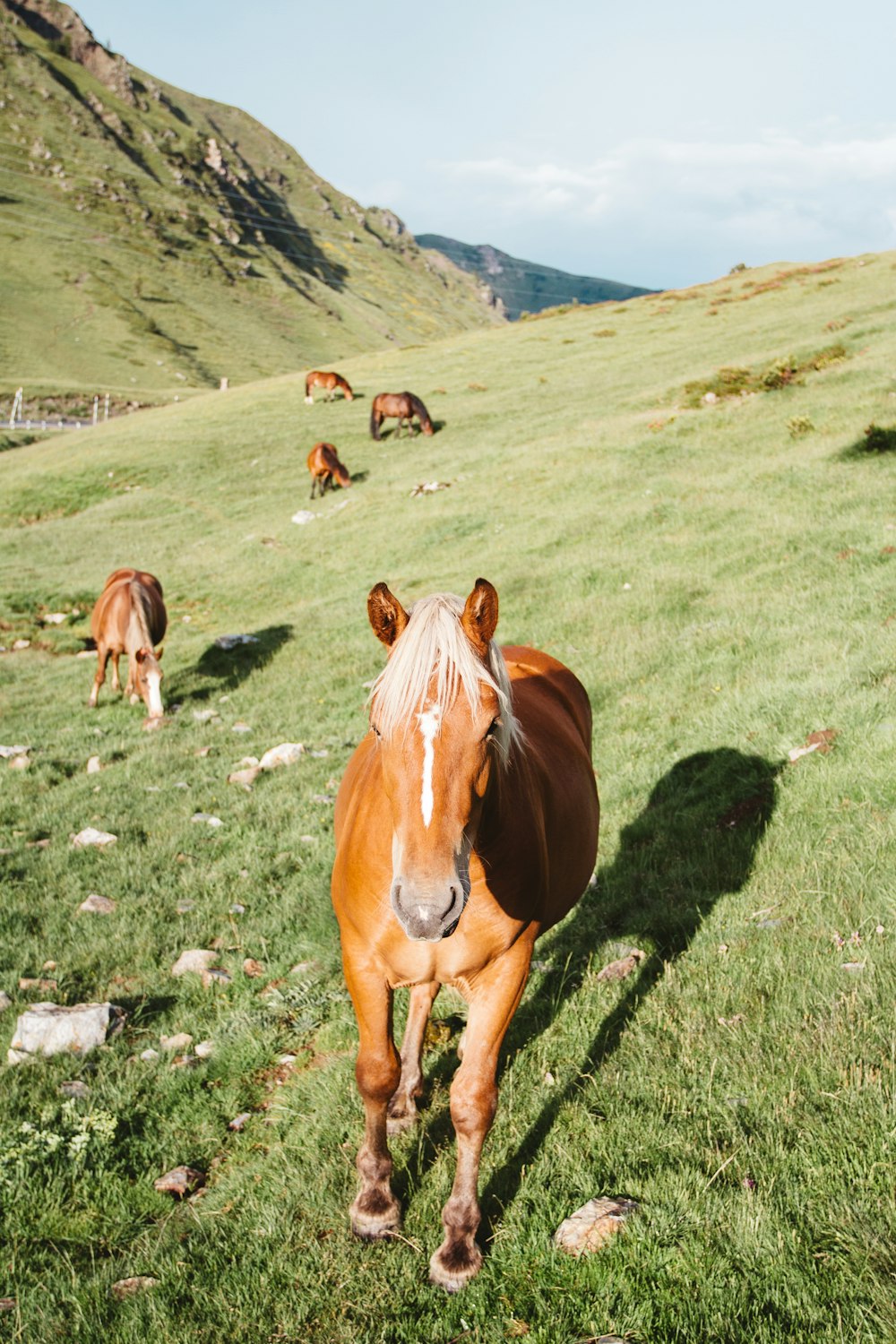 herd of brown horses eating on green grass hill