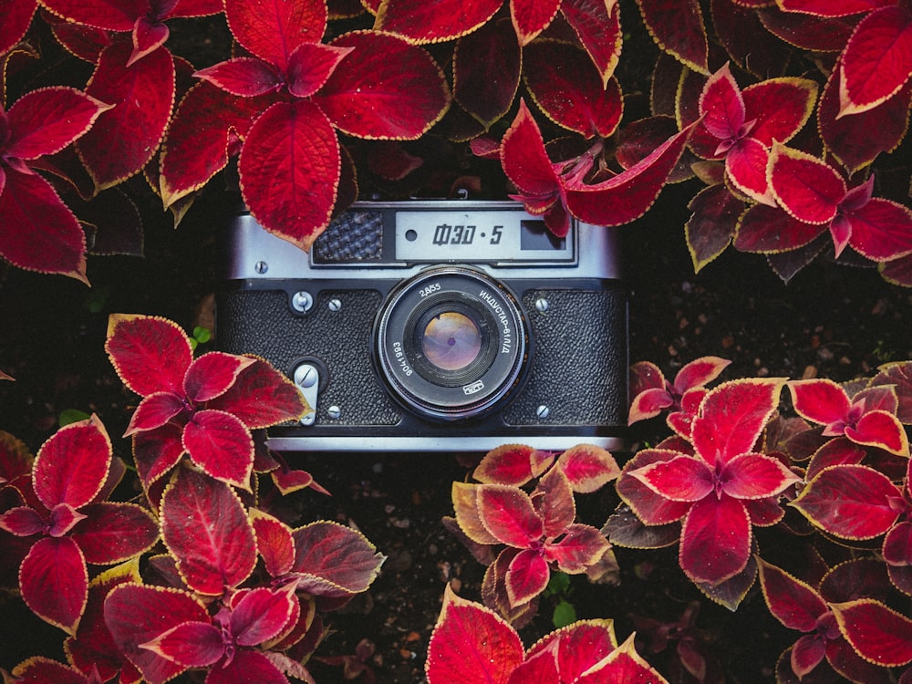 Câmera point-and-shoot preta e cinza em plantas vermelhas