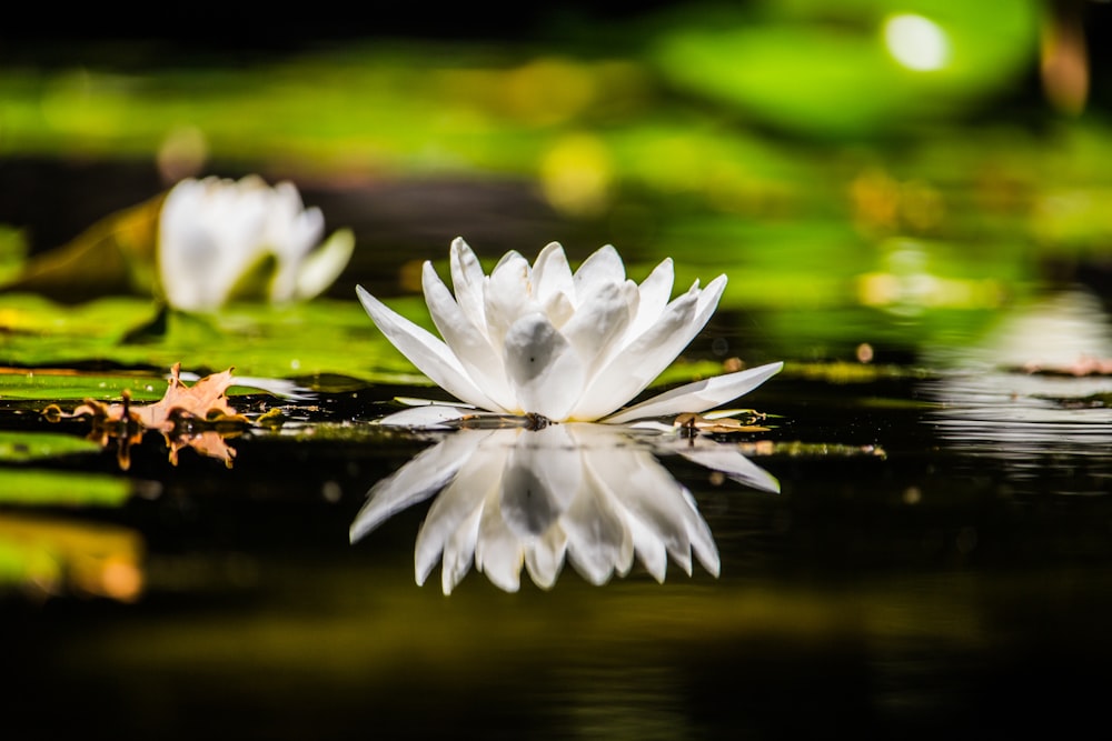 flor de lirio blanco en el cuerpo de agua