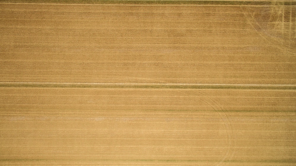 A closeup of a hardwood plank.