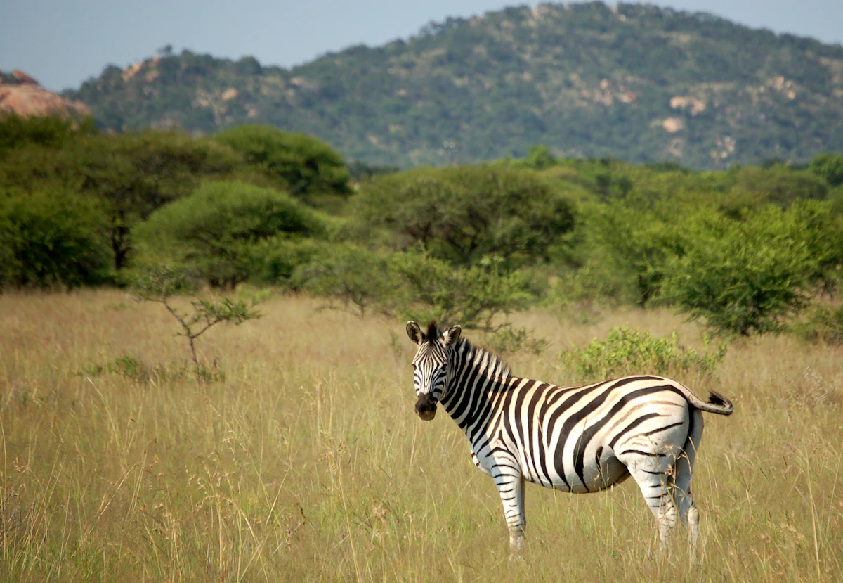 Zebra photographed in the wild